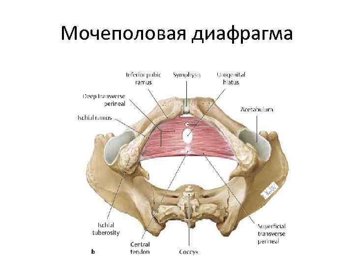 Мочеполовая диафрагма 