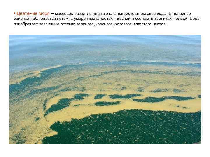  • Цветение моря – массовое развитие планктона в поверхностном слое воды. В полярных