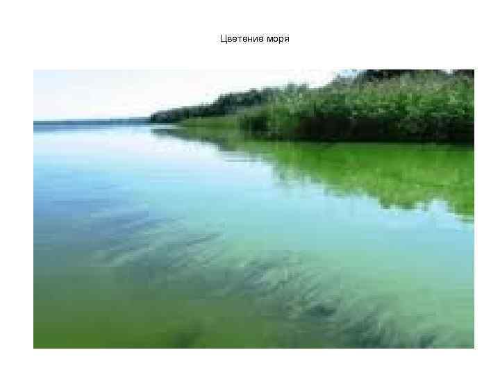 Цветение моря 