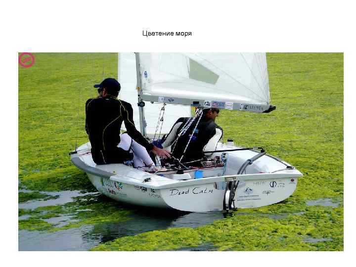 Цветение моря 