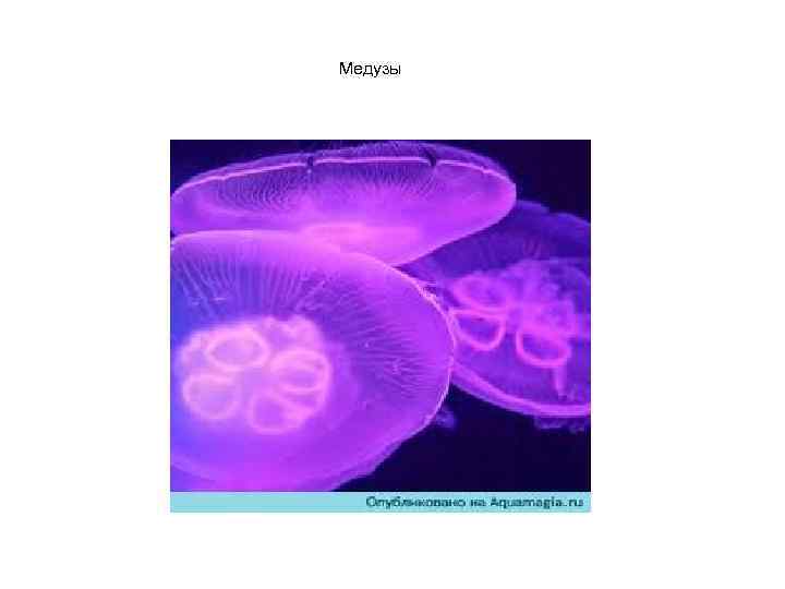 Медузы 