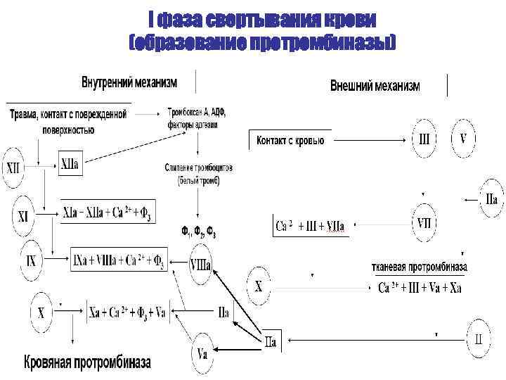 I фаза свертывания крови (образование протромбиназы) 