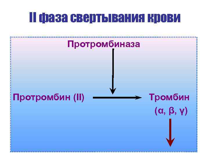 II фаза свертывания крови Протромбиназа Протромбин (II) Тромбин (α, β, γ) 