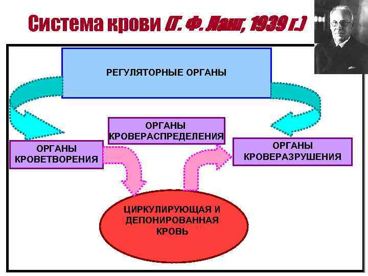 Система крови (Г. Ф. Ланг, 1939 г. ) РЕГУЛЯТОРНЫЕ ОРГАНЫ КРОВЕРАСПРЕДЕЛЕНИЯ ОРГАНЫ КРОВЕТВОРЕНИЯ ЦИРКУЛИРУЮЩАЯ