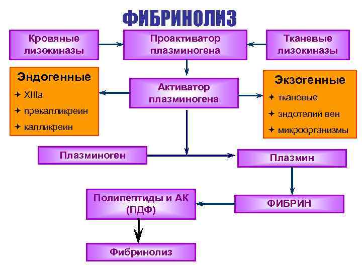 ФИБРИНОЛИЗ Кровяные лизокиназы Проактиватор плазминогена Эндогенные Активатор плазминогена ª XIIIa Тканевые лизокиназы Экзогенные ª