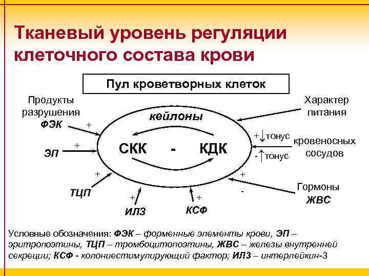 Тканевый уровень регуляции клеточного состава крови Пул кроветворных клеток Продукты разрушения ФЭК + ЭП