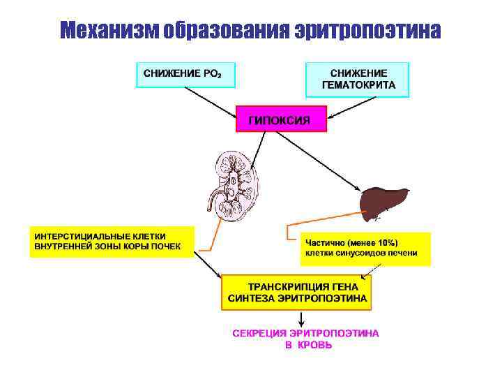 Механизм образования эритропоэтина 