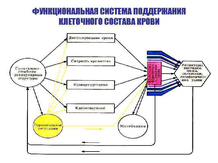 ФУНКЦИОНАЛЬНАЯ СИСТЕМА ПОДДЕРЖАНИЯ КЛЕТОЧНОГО СОСТАВА КРОВИ 