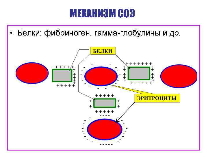 МЕХАНИЗМ СОЭ • Белки: фибриноген, гамма-глобулины и др. 