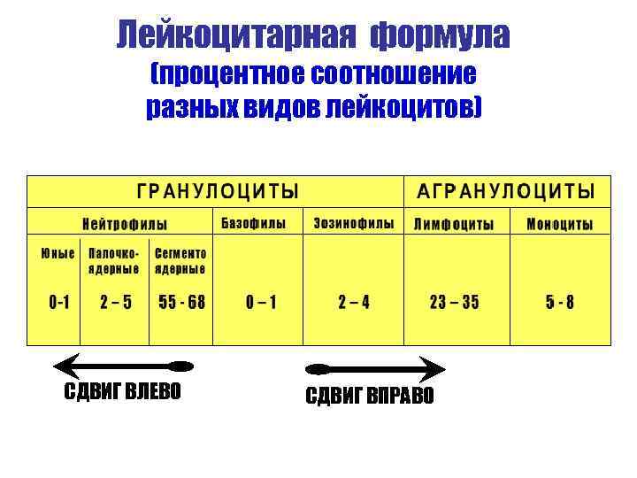 Лейкоцитарная формула (процентное соотношение разных видов лейкоцитов) СДВИГ ВЛЕВО СДВИГ ВПРАВО 