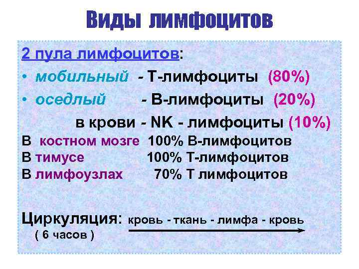 Виды лимфоцитов 2 пула лимфоцитов: • мобильный - Т-лимфоциты (80%) • оседлый - В-лимфоциты