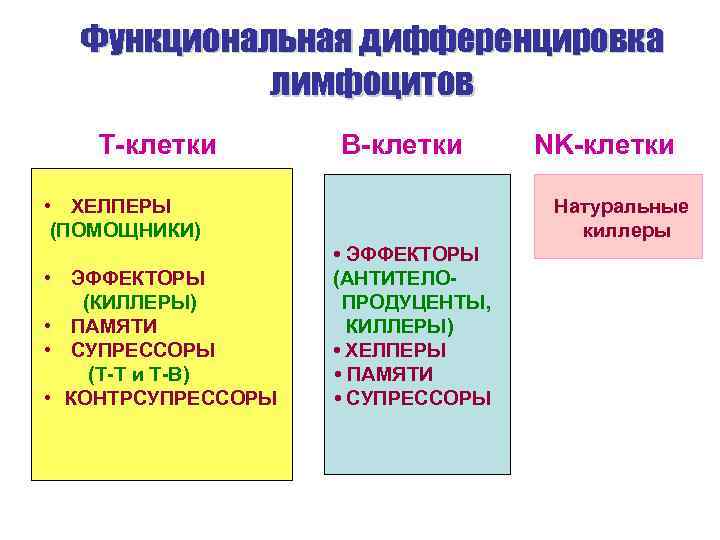 Функциональная дифференцировка лимфоцитов Т-клетки В-клетки • ХЕЛПЕРЫ (ПОМОЩНИКИ) • ЭФФЕКТОРЫ (КИЛЛЕРЫ) • ПАМЯТИ •