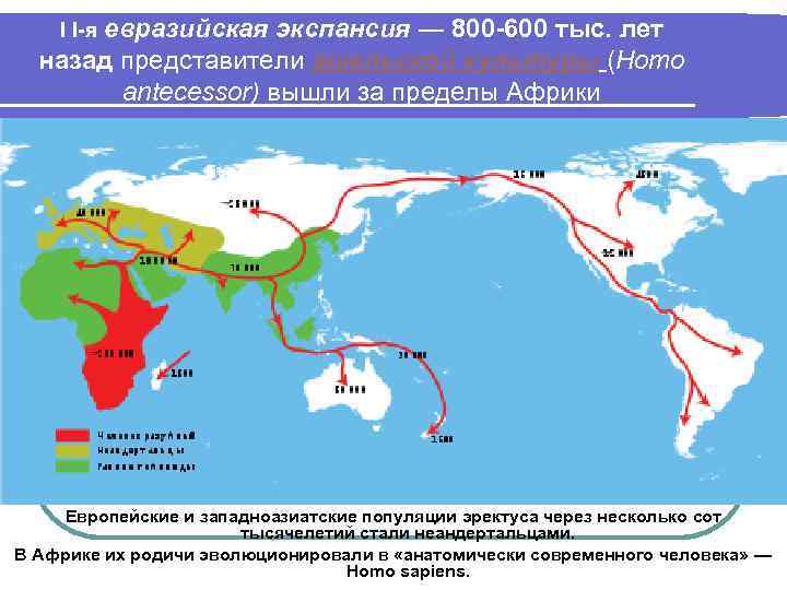 І І-я евразийская экспансия ― 800 -600 тыс. лет назад представители ашельской культуры (Homo