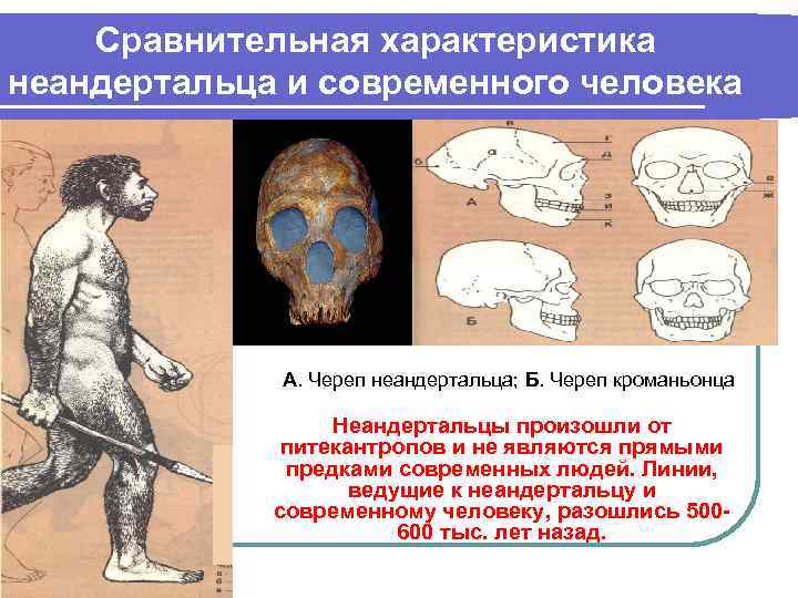 Сравнительная характеристика неандертальца и современного человека А. Череп неандертальца; Б. Череп кроманьонца Неандертальцы произошли