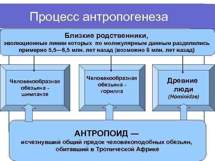 Процесс антропогенеза Близкие родственники, п эволюционные линии которых по молекулярным данным разделились примерно 5,