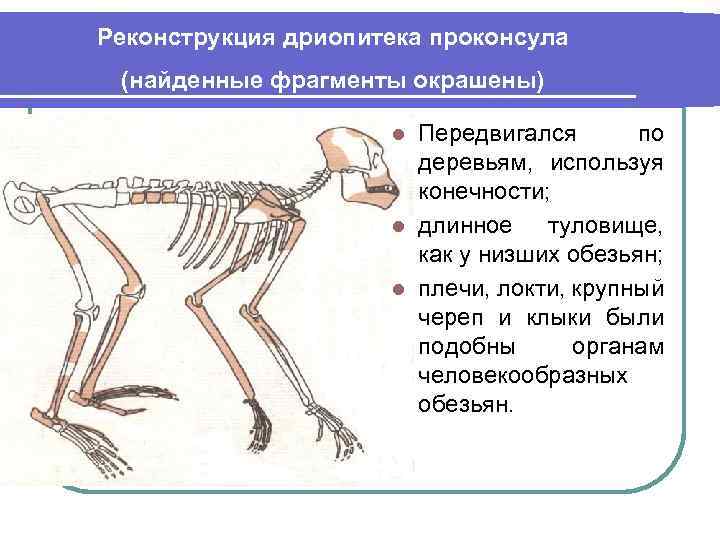 Реконструкция дриопитека проконсула (найденные фрагменты окрашены) Передвигался по деревьям, используя конечности; l длинное туловище,