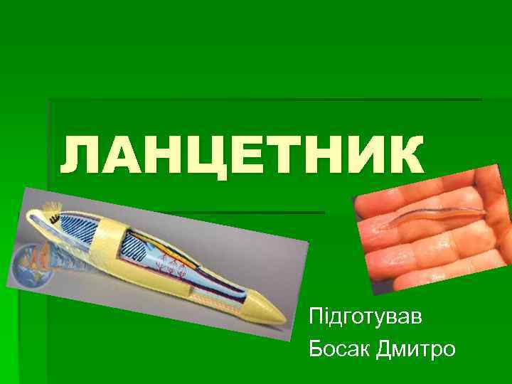 ЛАНЦЕТНИК Підготував Босак Дмитро 