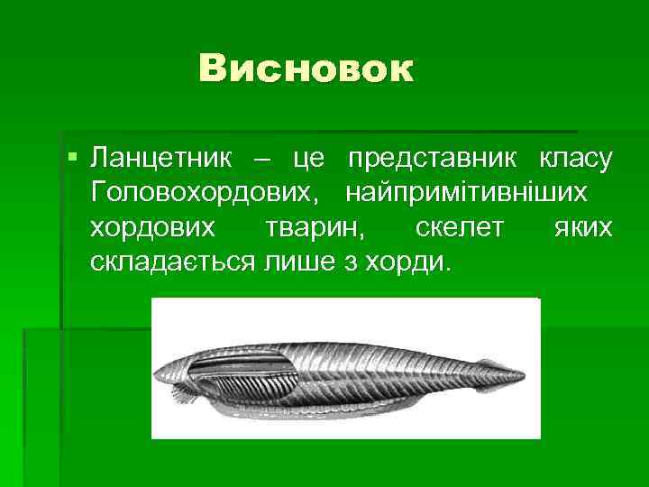 Висновок § Ланцетник – це представник класу Головохордових, найпримітивніших хордових тварин, скелет яких складається