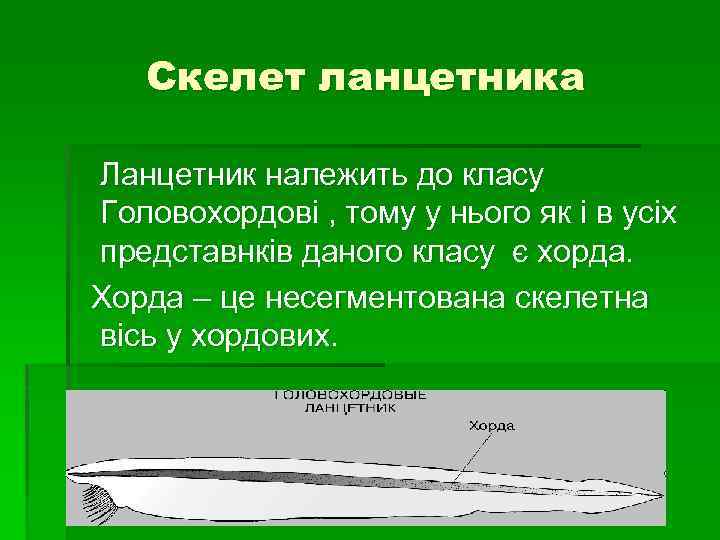 Скелет ланцетника Ланцетник належить до класу Головохордові , тому у нього як і в