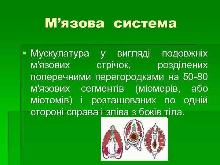 М’язова система § Мускулатура у вигляді подовжніх м'язових стрічок, розділених поперечними перегородками на 50