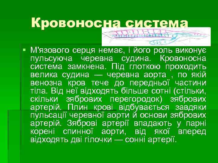 Кровоносна система § М'язового серця немає, і його роль виконує пульсуюча черевна судина. Кровоносна