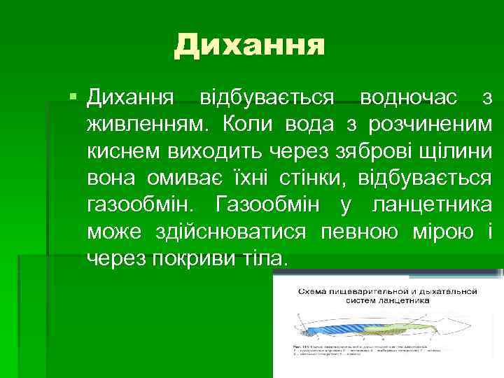 Дихання § Дихання відбувається водночас з живленням. Коли вода з розчиненим киснем виходить через