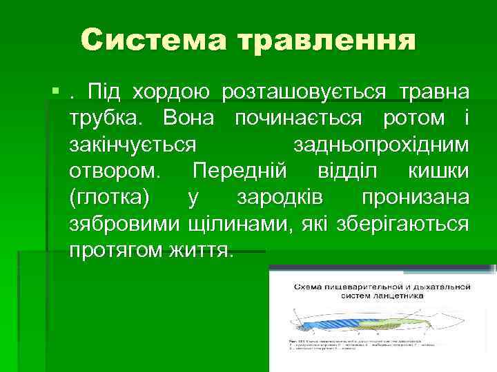 Система травлення §. Під хордою розташовується травна трубка. Вона починається ротом і закінчується задньопрохідним