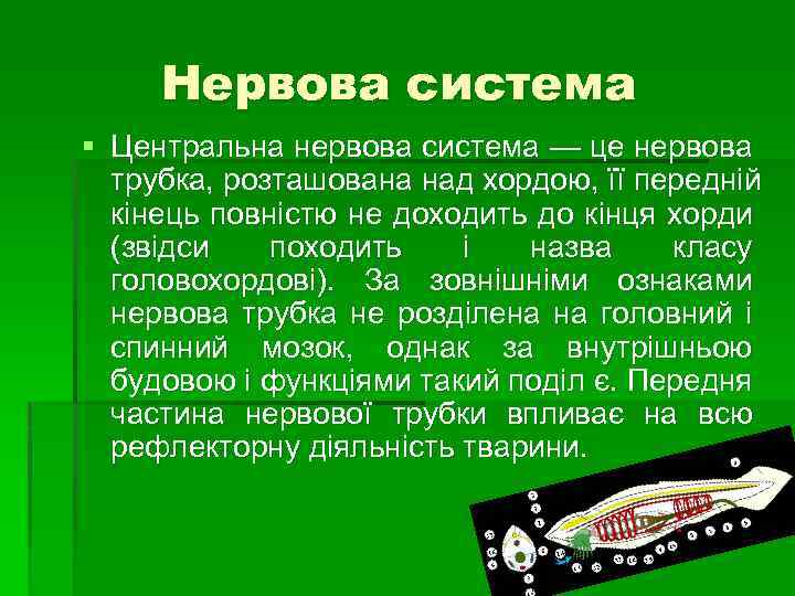 Нервова система § Центральна нервова система — це нервова трубка, розташована над хордою, її