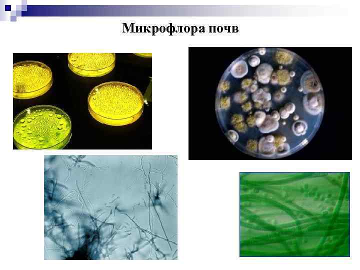 Микрофлора почв 