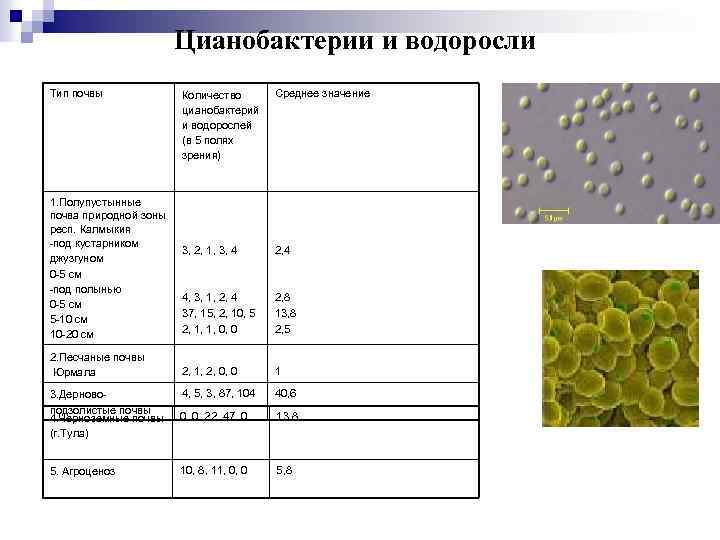 Цианобактерии и водоросли Тип почвы 1. Полупустынные почва природной зоны респ. Калмыкия -под кустарником