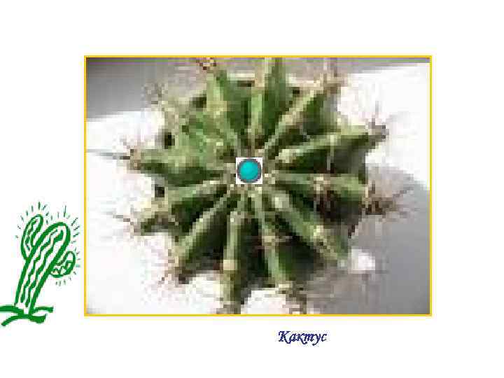 Кактус 