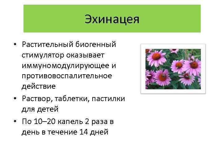 Эхинацея • Растительный биогенный стимулятор оказывает иммуномодулирующее и противовоспалительное действие • Раствор, таблетки, пастилки