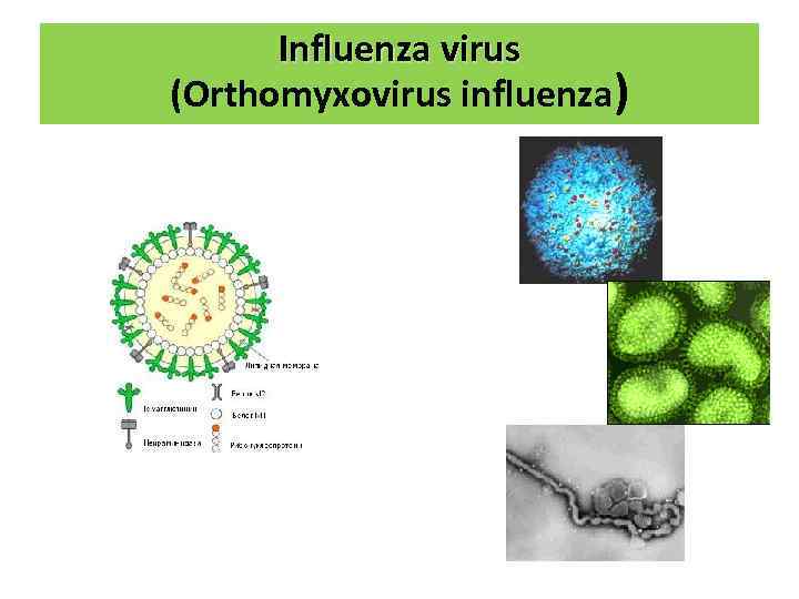Influenza virus (Orthomyxovirus influenza) 