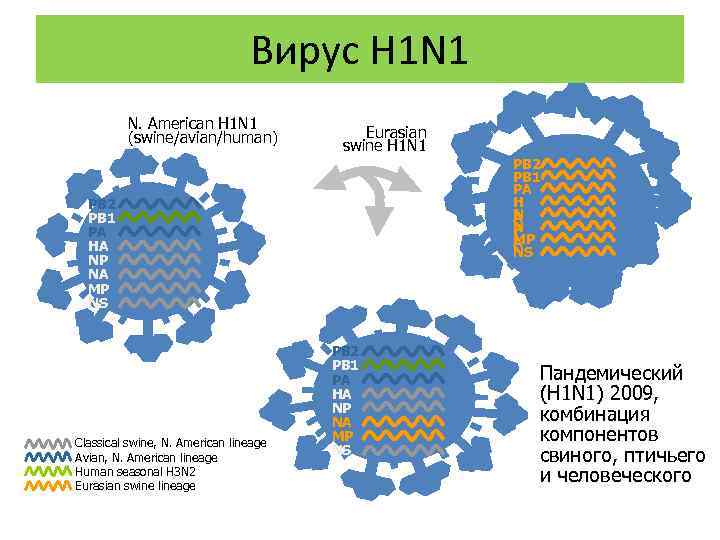 Вирус H 1 N 1 N. American H 1 N 1 (swine/avian/human) Eurasian swine