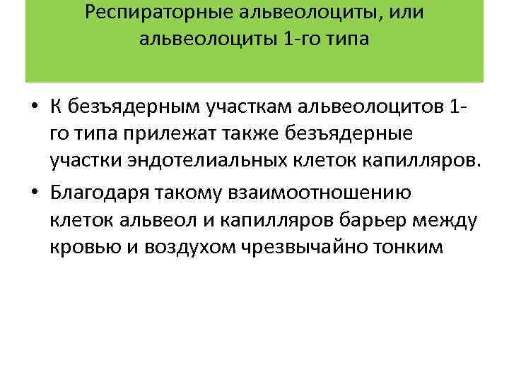 Респираторные альвеолоциты, или альвеолоциты 1 -го типа • К безъядерным участкам альвеолоцитов 1 го