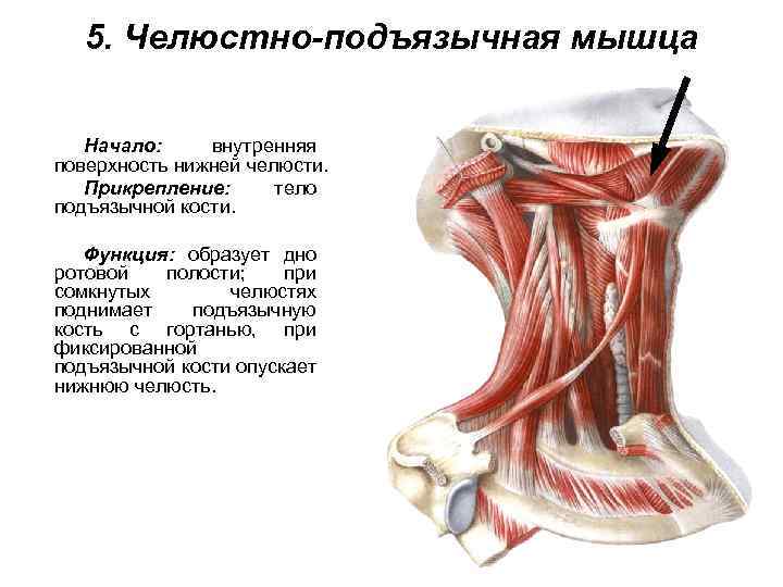 5. Челюстно-подъязычная мышца Начало: внутренняя поверхность нижней челюсти. Прикрепление: тело подъязычной кости. Функция: образует