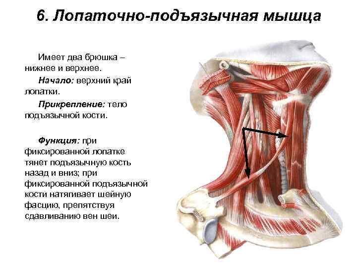 6. Лопаточно-подъязычная мышца Имеет два брюшка – нижнее и верхнее. Начало: верхний край лопатки.