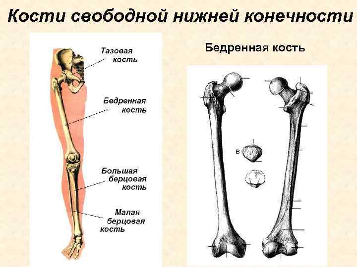 Кости свободной нижней конечности Бедренная кость 