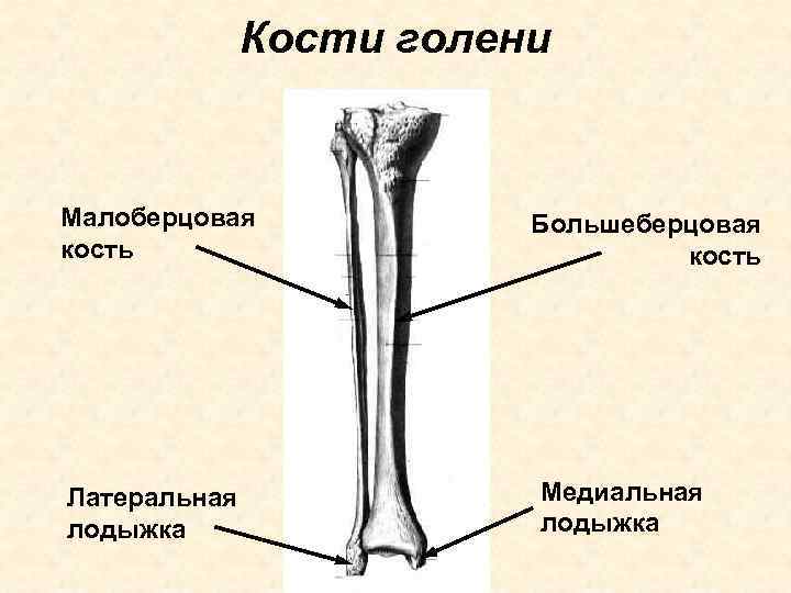 Кости голени Малоберцовая кость Латеральная лодыжка Большеберцовая кость Медиальная лодыжка 