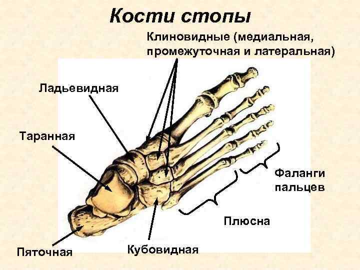 Кости стопы Клиновидные (медиальная, промежуточная и латеральная) Ладьевидная Таранная Фаланги пальцев Плюсна Пяточная Кубовидная