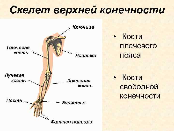 Скелет верхней конечности • Кости плечевого пояса • Кости свободной конечности 