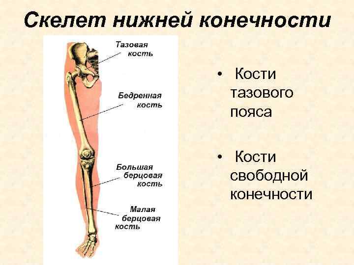 Скелет нижней конечности • Кости тазового пояса • Кости свободной конечности 