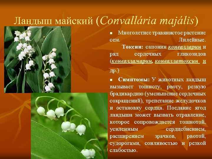 Ландыш майский (Convallária majális) Многолетнее травянистое растение сем. Лилейные. Токсин: сапонин конвалларин и ряд