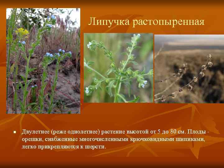 Липучка растопыренная n Двулетнее (реже однолетнее) растение высотой от 5 до 80 см. Плоды