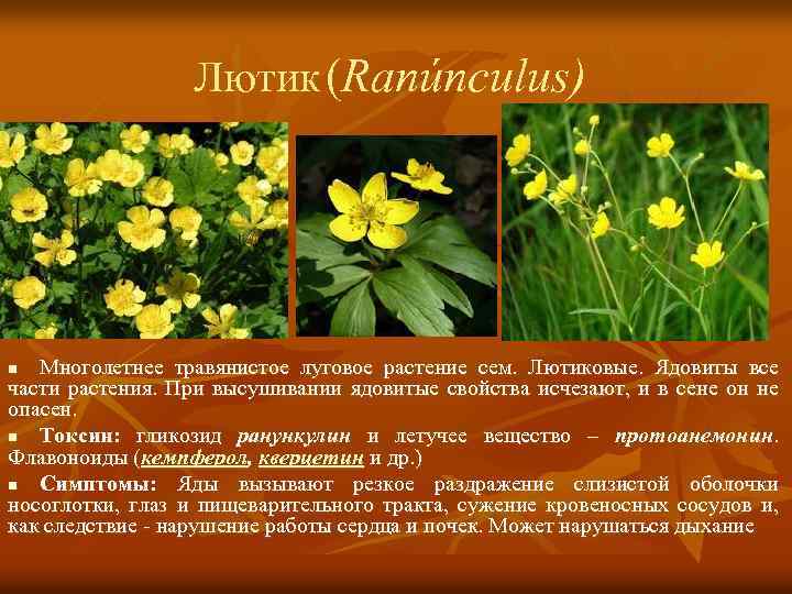 Лютик (Ranúnculus) Многолетнее травянистое луговое растение сем. Лютиковые. Ядовиты все части растения. При высушивании