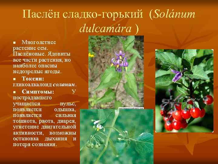 Паслён сладко-горький (Solánum dulcamára ) Многолетнее растение сем. Паслёновые. Ядовиты все части растения, но