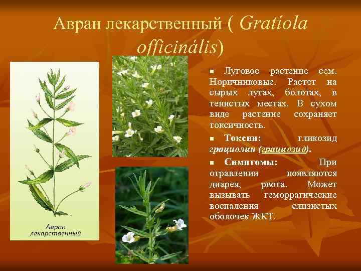 Авран лекарственный ( Gratíola officinális) Луговое растение сем. Норичниковые. Растет на сырых лугах, болотах,