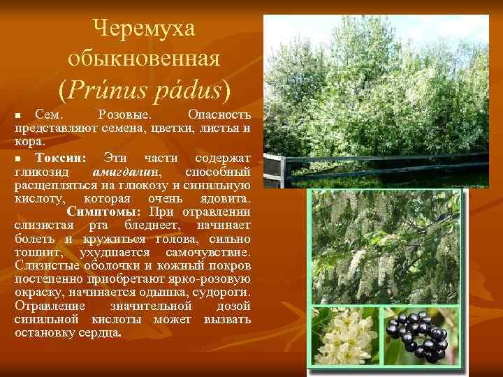Черемуха обыкновенная (Prúnus pádus) Сем. Розовые. Опасность представляют семена, цветки, листья и кора. n