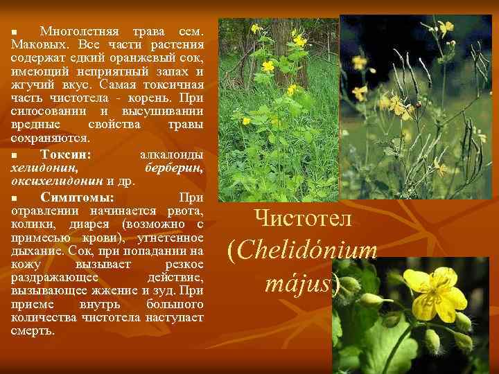 Многолетняя трава сем. Маковых. Все части растения содержат едкий оранжевый сок, имеющий неприятный запах