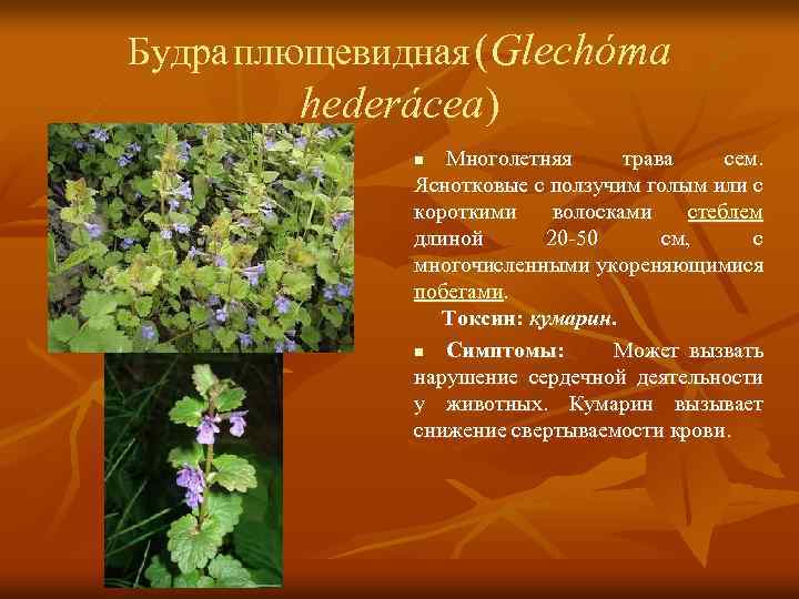 Будра плющевидная (Glechóma hederácea) Многолетняя трава сем. Яснотковые с ползучим голым или с короткими